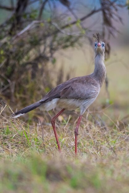 Красноногие Seriema Mato Grosso Pantanal Brazil