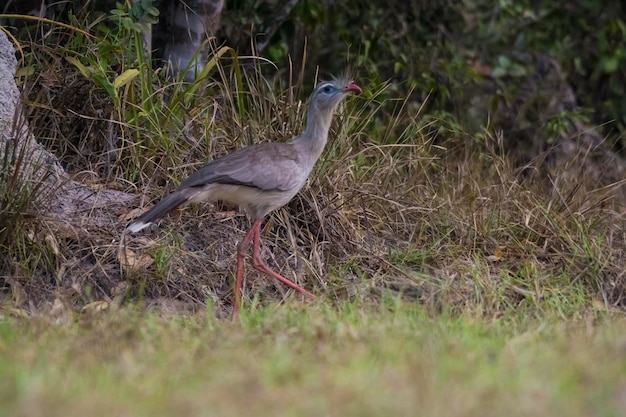 Red legged Seriema Pantanal Brazil