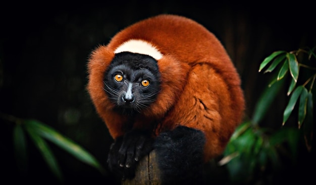 A red lemur sits on a tree stump.