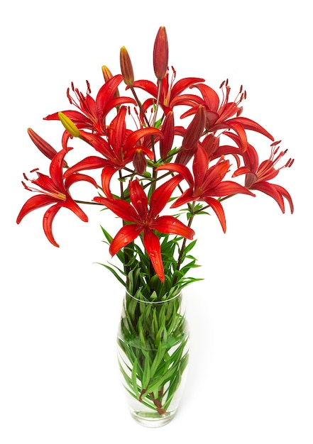 Red lilies bouquet in a vase isolated on white background Beautiful still life Flowers in the shape of a star Spring time Flat lay top view