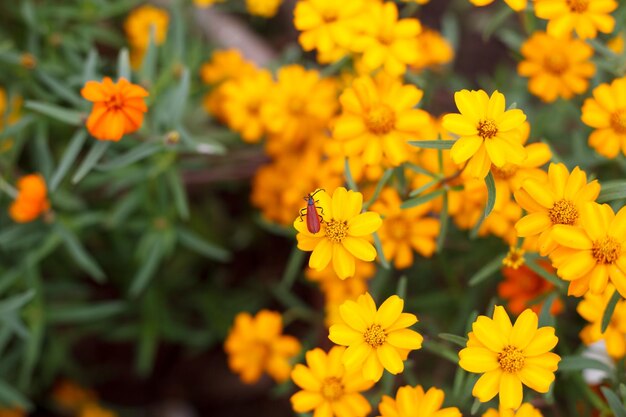 花に赤いユリのカブトムシ