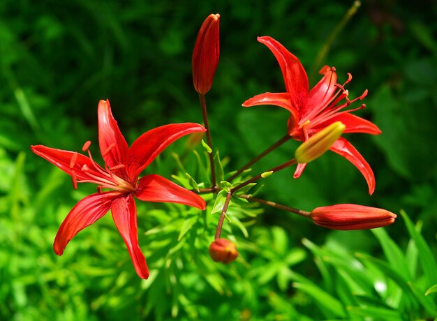 庭の赤いユリの花の花束