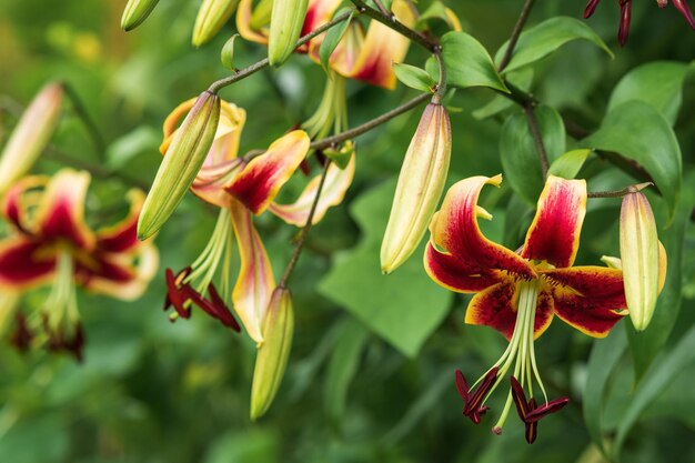 red lily flower on a green natural background