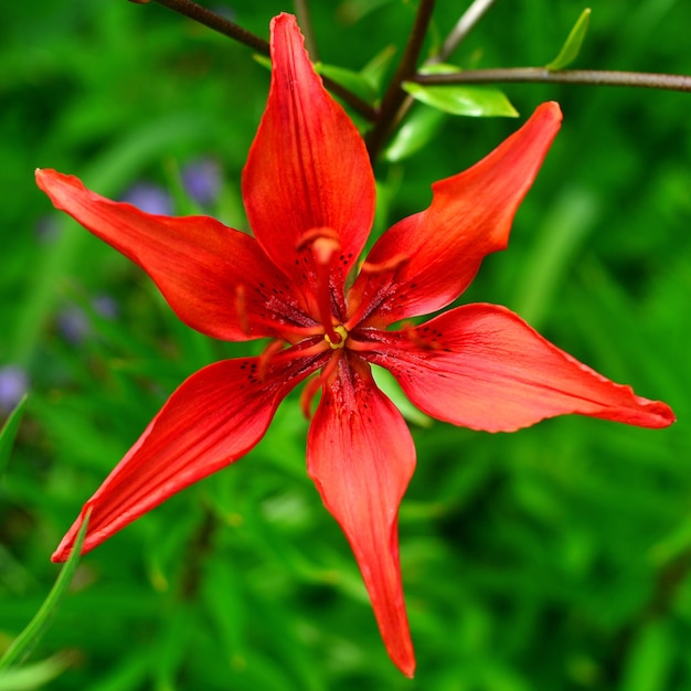 庭の赤いユリの花マクロ