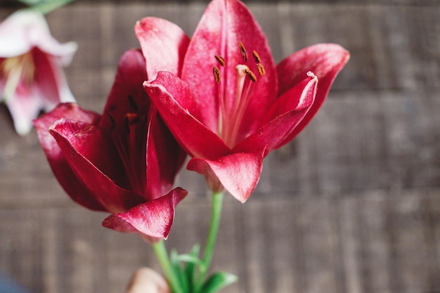 Red lily flower on rustic wooden background gorgeous bloom on rustic wood backdrop space for text greeting card celebration concept unusual spring image