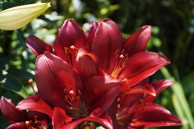 Giglio rosso nel primo piano del giardino