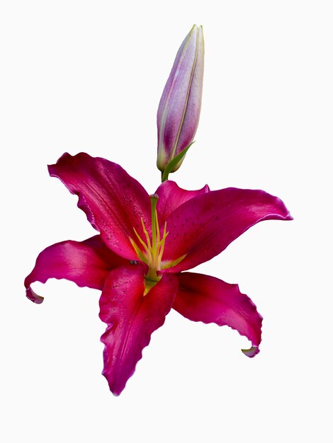 Red lily isolated on white background