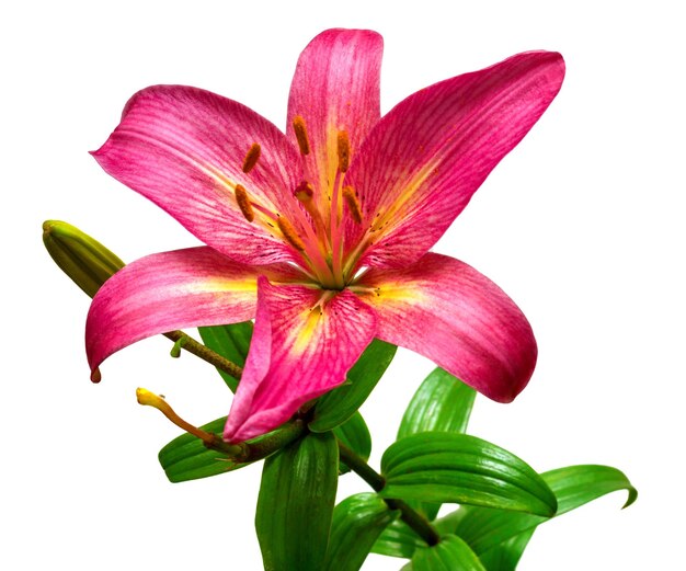 Red lily isolated on white background