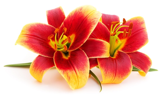 Red lily isolated