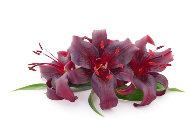 Red lily isolated