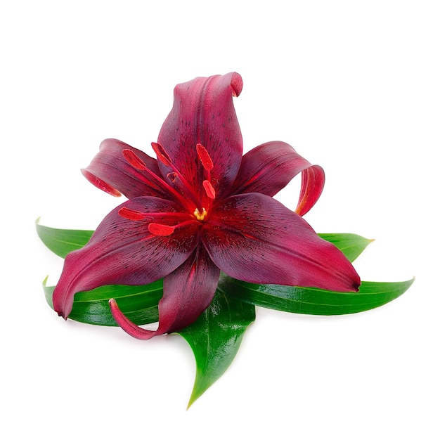 Red lily isolated