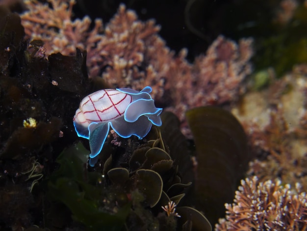 オーストラリアのシドニーにある赤いラインの泡のカタツムリ (Bullina lineata)