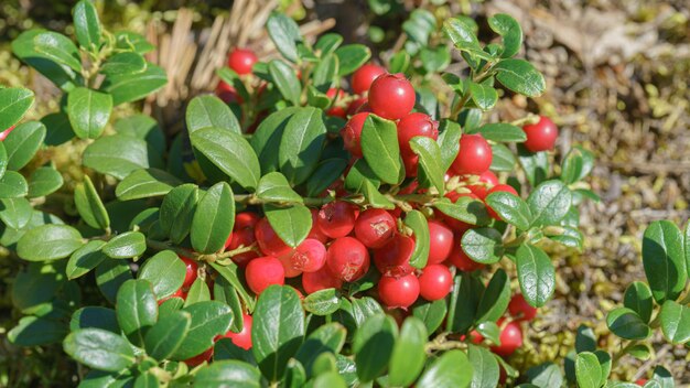 Red lingonberry is a ripe forest berry