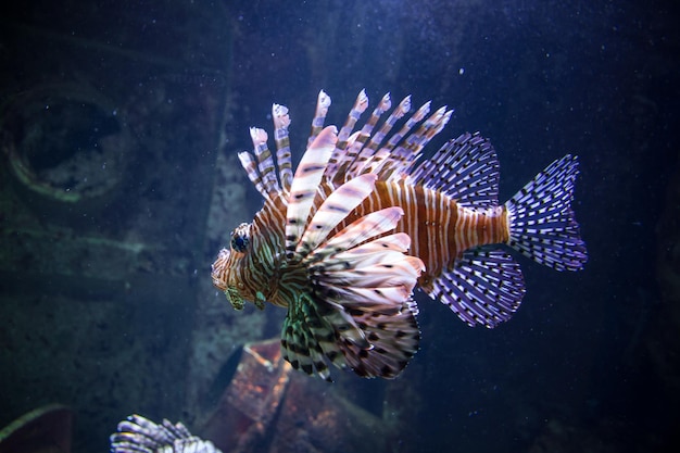 Vista del primo piano del pesce leone rosso nell'oceano