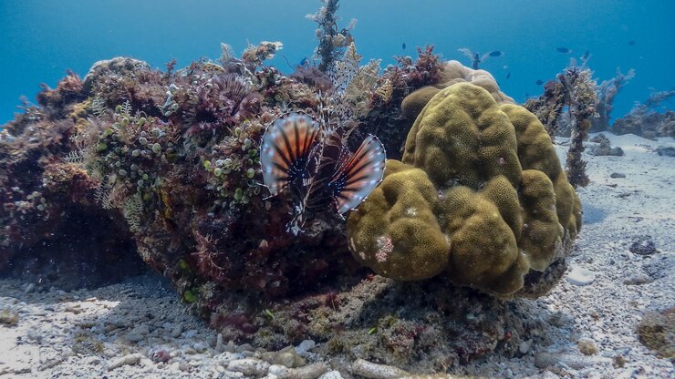 Photo red lionfish at isla verde
