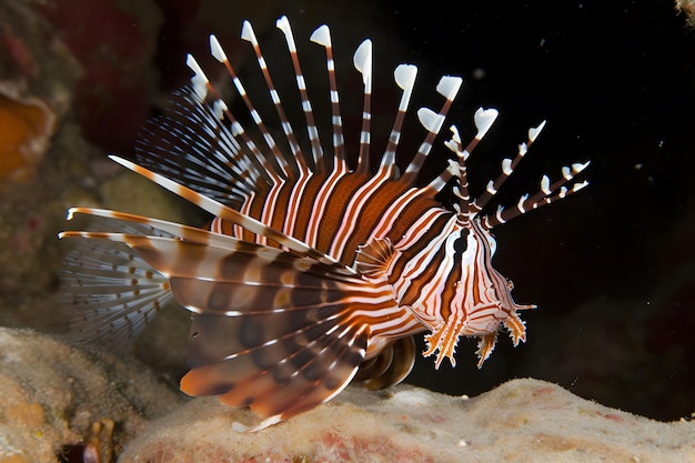 은 사자 물고기 위험한 산호초 물고기 중 하나 인공지능이 생성한 신경망