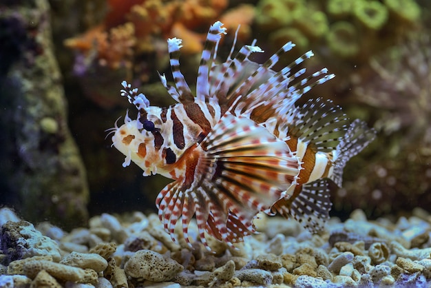 산호초에서 수영하는 붉은 lionfish