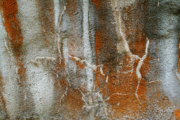 Red litchen on the surface of a shotcrete wall Beluno Italy