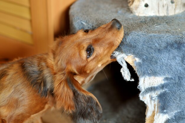 Red long haired dachshund dog chews furniture