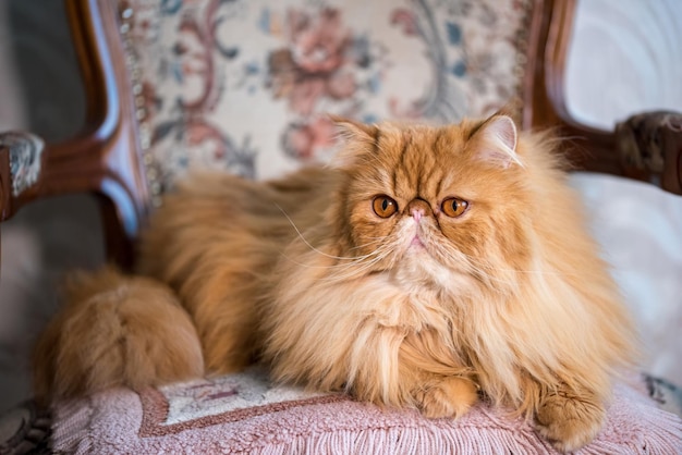 Foto gatto esotico persiano a pelo lungo rosso da vicino