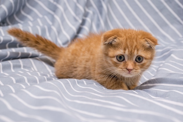 Red lop-eared cat breed Scottish fold lies 