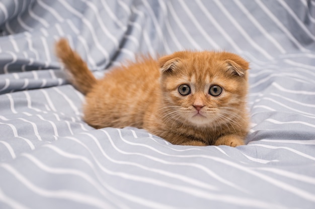 Red lop-eared cat breed Scottish fold 