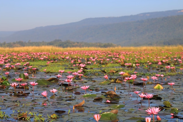 湖の赤い蓮の花。