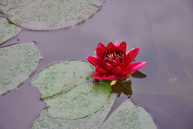 Loto rosso nel primo piano dello stagno