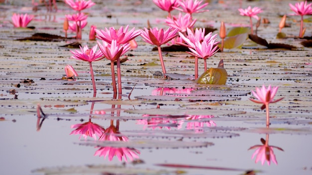 沼の赤い蓮