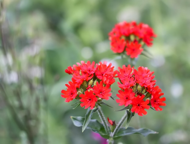 赤いリクニスの花