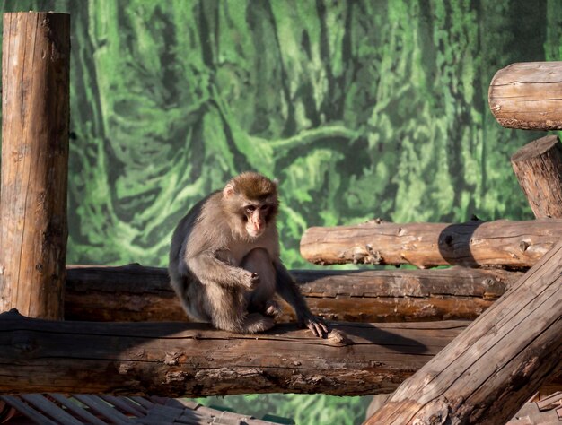 赤いマカクが太陽の光に座っている 野生動物