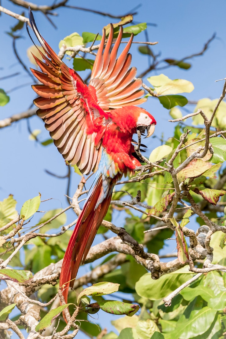 Photo 枝に着陸する赤いコンゴウインコ