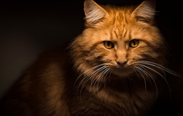 Red Maine Coon cat chilling around the house