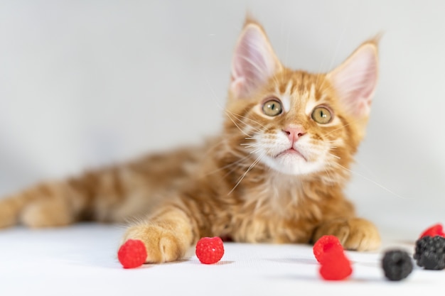 Red Maine Coon kitten. Cute, largest and beautiful cat breed. White background