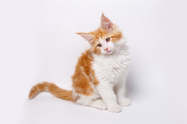 Red Maine Coon kitten isolated