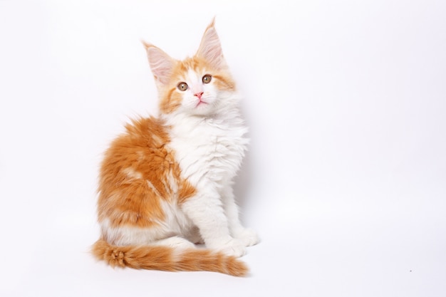 red Maine Coon kitten isolated