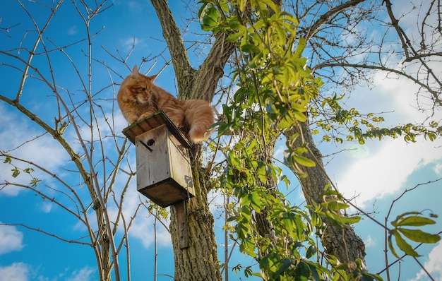 Red Maine Coon kitten in a tree