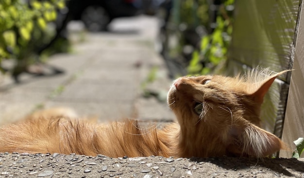 Red male lie on the sidewalk and look back