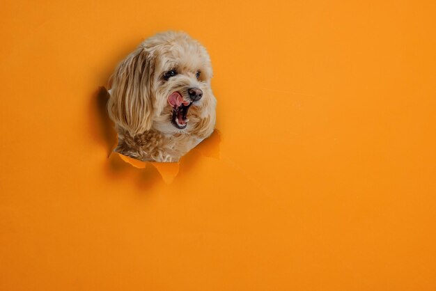 Photo red maltipoo drinks water from a dog drinking bowl taking care of the dog