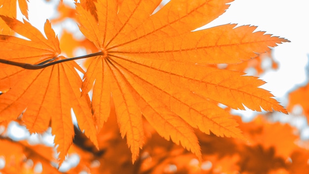 Red maple leaf against sunlight in autumn