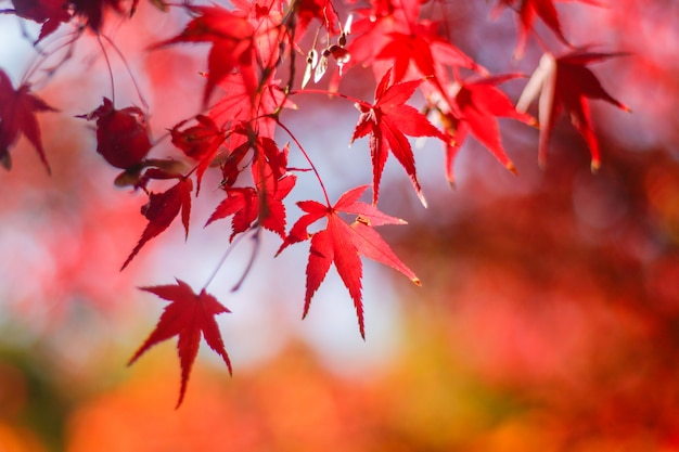 red maple leaf in autumn season