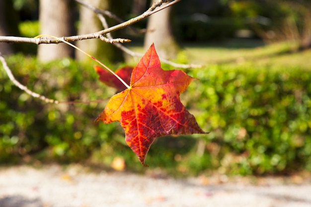 Red maple leaf on a branch, autumn. October. Japanese maple branch close-up. Autumn maple leaves.