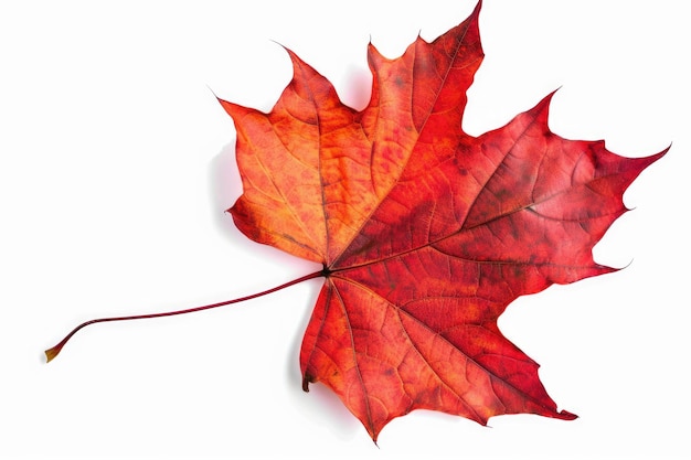Photo red maple leaf fallen autumn leaf on a white background decorative botanical element