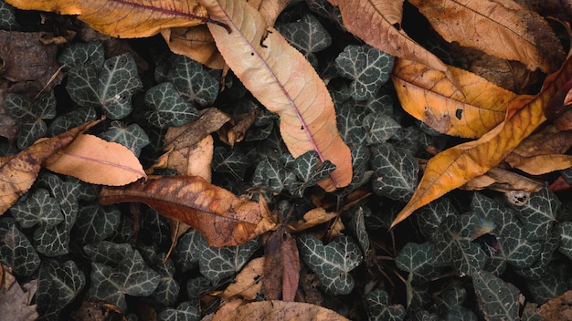 red maple leaf on the ground