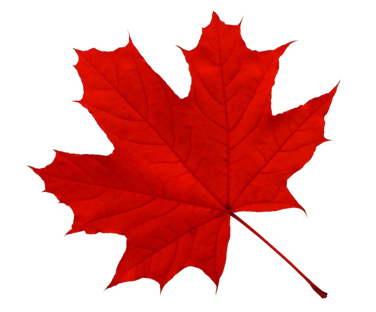 Photo red maple leaf isolated