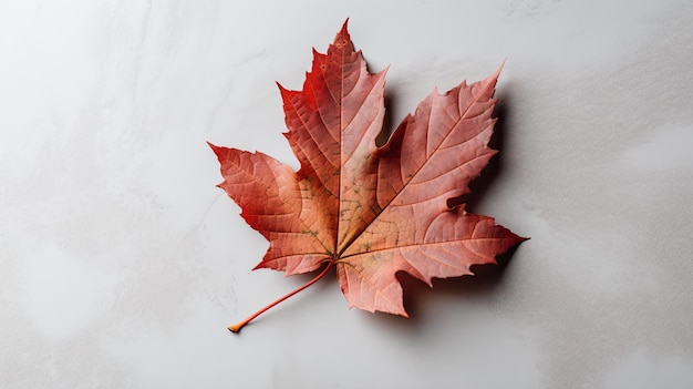 A red maple leaf lies on a white surface.