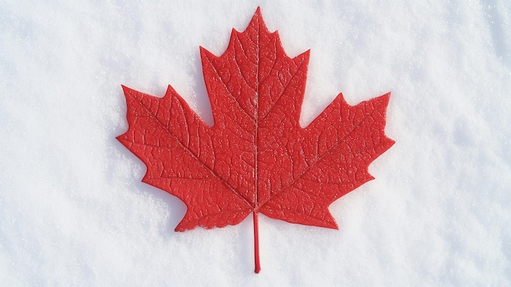 Photo red maple leaf on snow