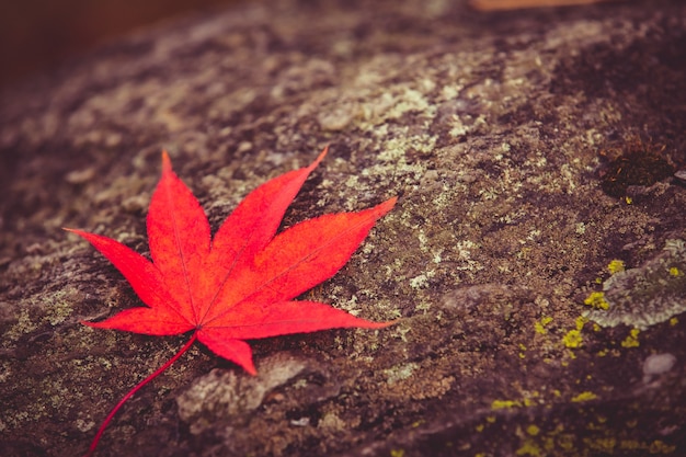 Red maple leaf on stone background