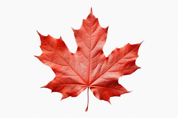 red maple leaf on a white background