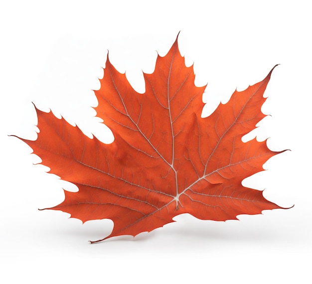 Photo red maple leaf on white background